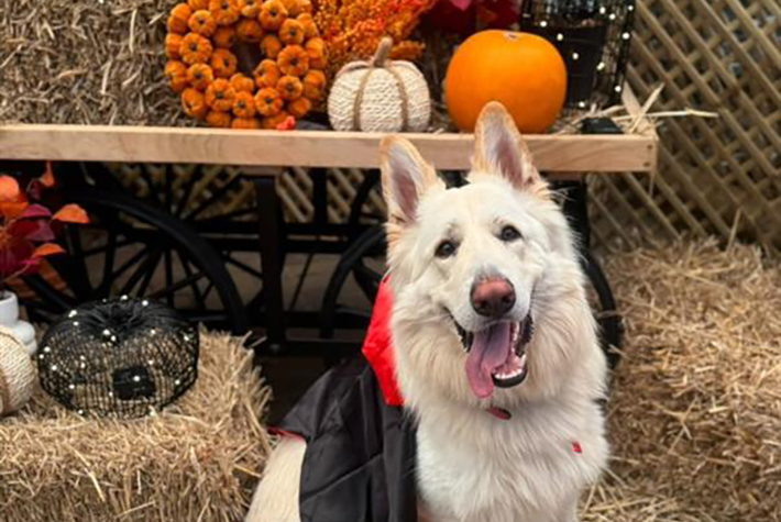 Dogs at Dobbies October winner