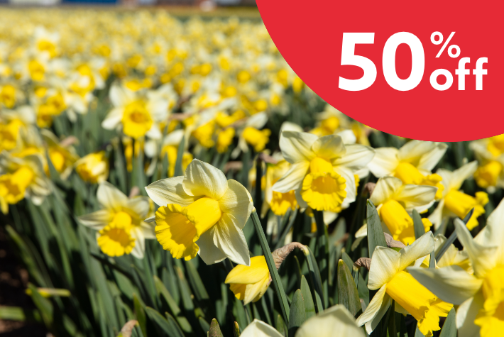 50% off spring flowering bulbs