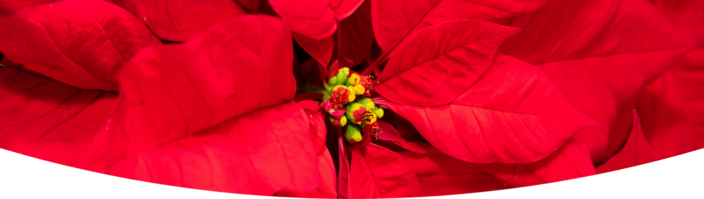 How to take care of your poinsettias