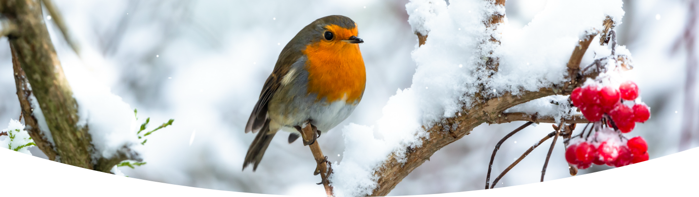 How to look after wildlife in your winter garden