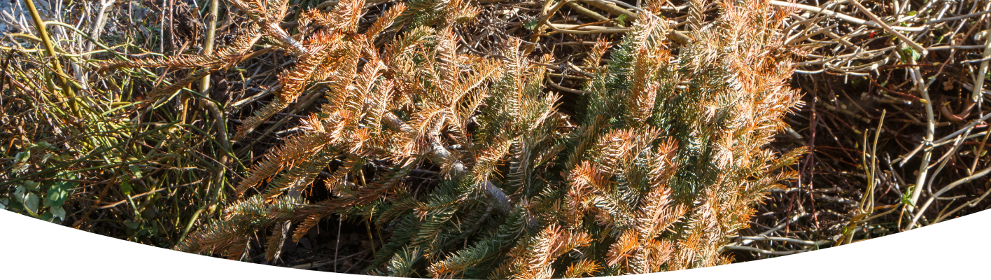 Turn your tree into a wildlife habitat