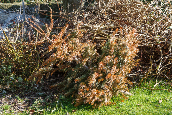 Turn your tree into a wildlife habitat