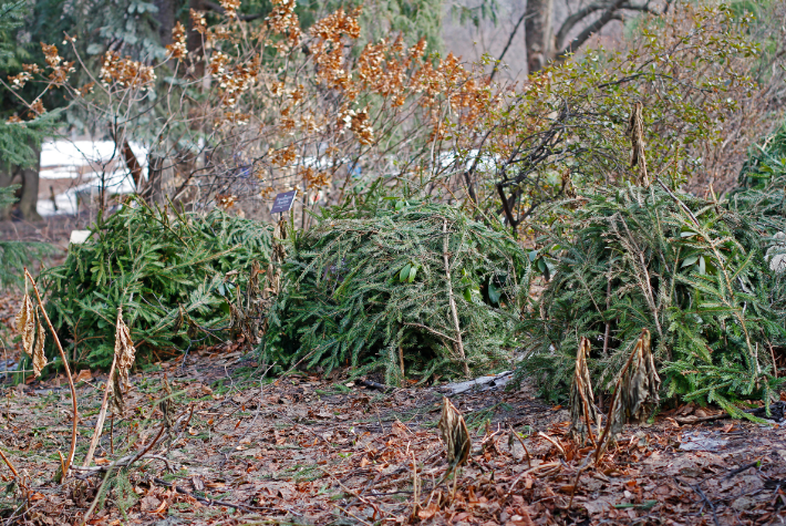 Turn your tree into a wildlife habitat