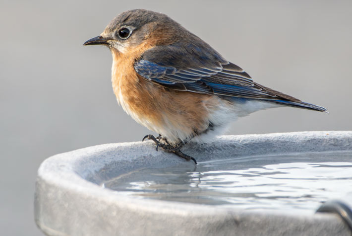 How to look after wildlife in your winter garden