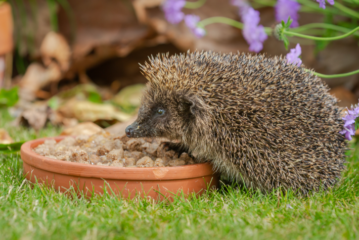 How to look after wildlife in your winter garden