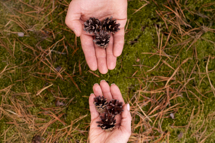 Give your old Christmas tree a newlife