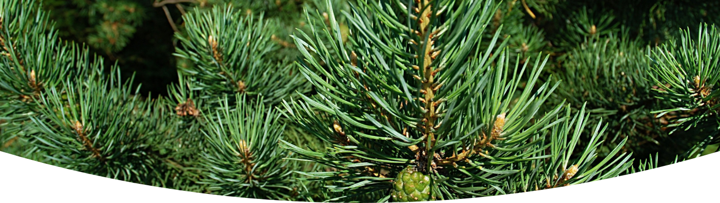 Give your old Christmas tree a newlife