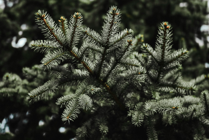 Give your old Christmas tree a newlife