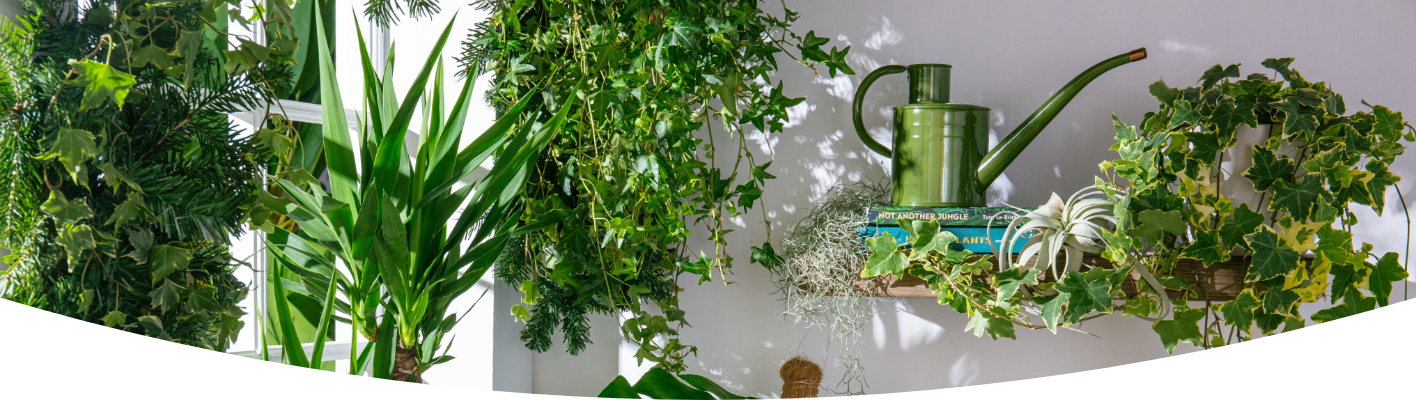 How to organise your houseplants by room