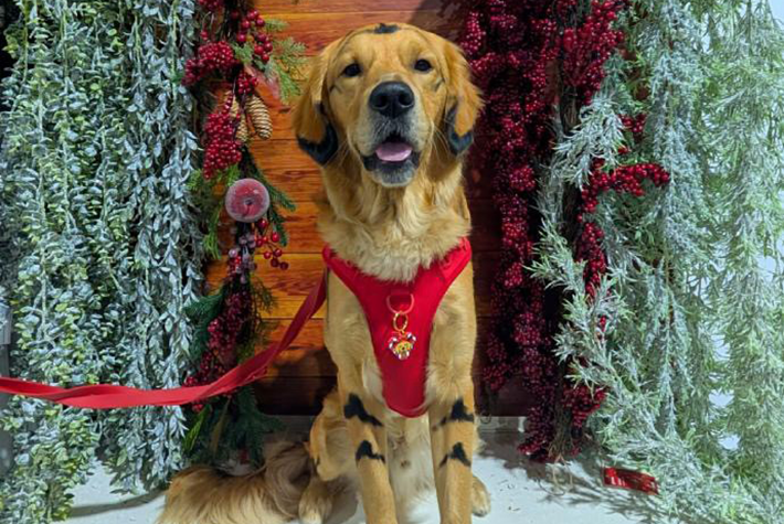 @jim_jams_the_golden