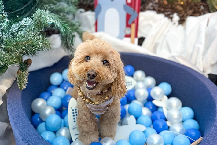 @harley_the_red_cockapoo