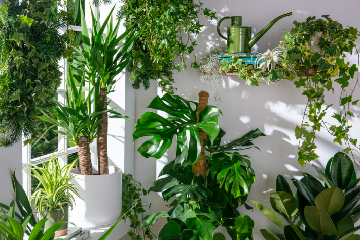 How to organise your houseplants by room