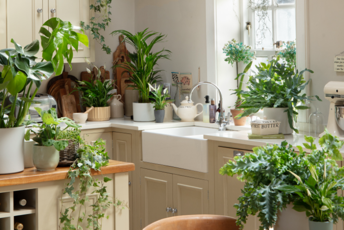 How to organise your houseplants by room