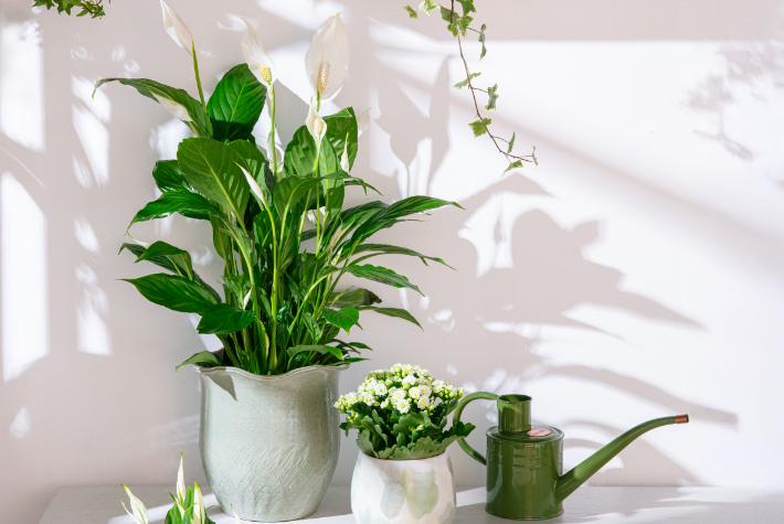How to organise your houseplants by room