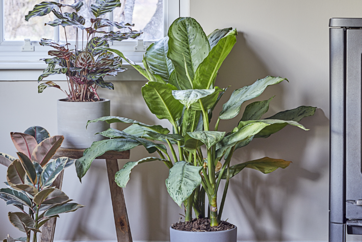 How to organise your houseplants by room