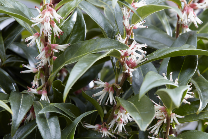 Sarcococca