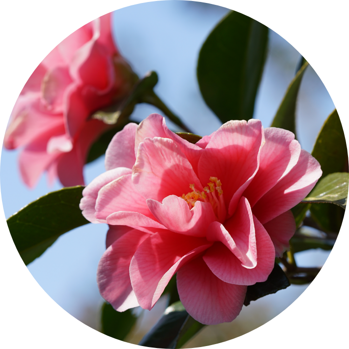 Camellia