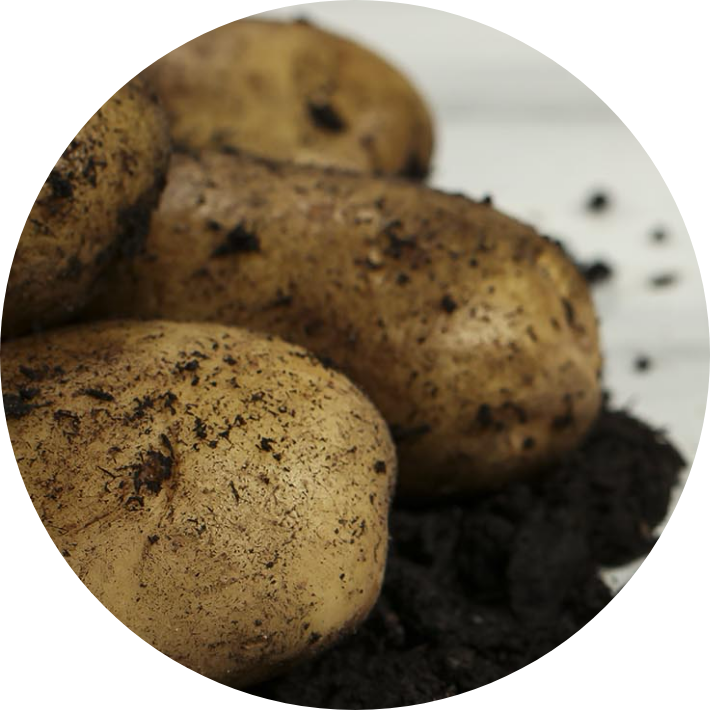 Seed potatoes