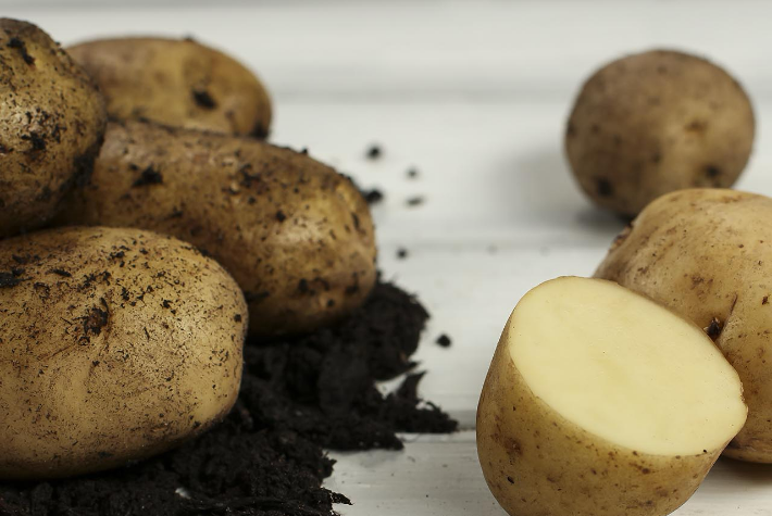Seed potatoes