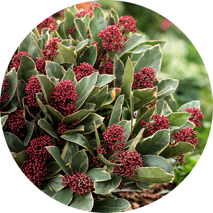 Skimmia