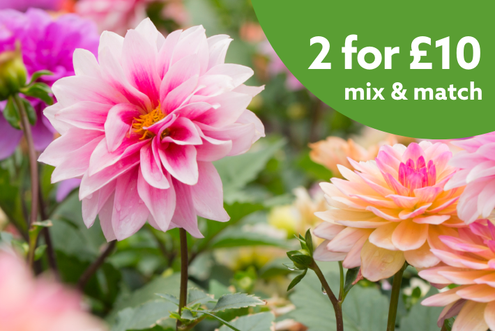 Summer flowering bulbs