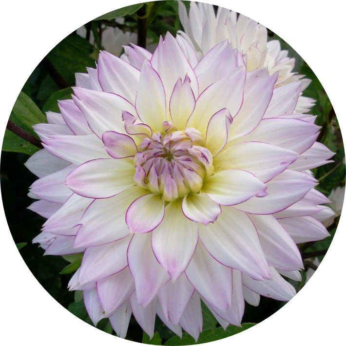 Dahlia