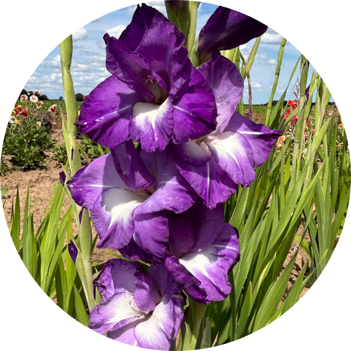 Gladioli