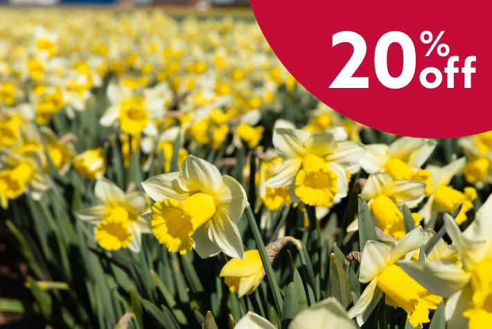 Spring flowering bulbs