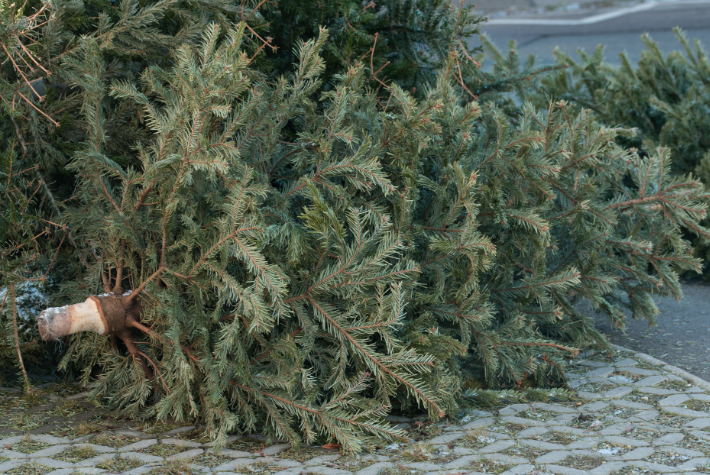 Recycling a real Christmas tree for wildlife