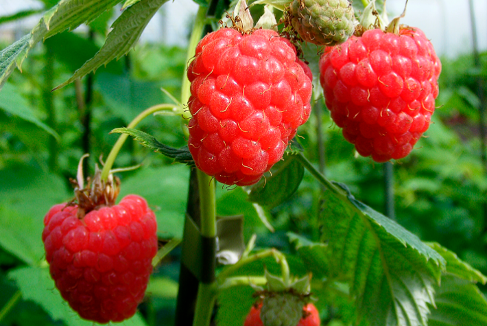 Gardening tips for December