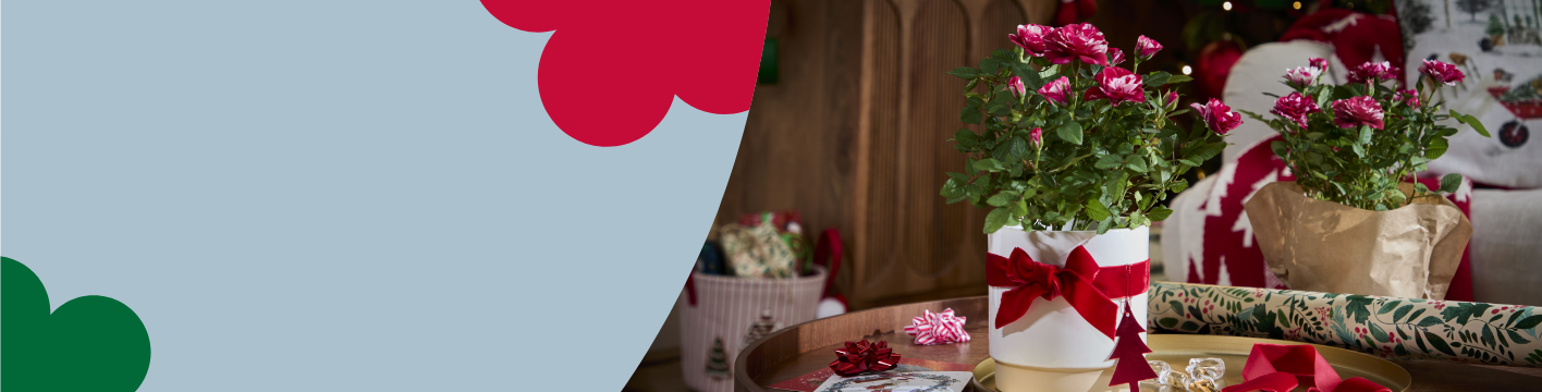 Christmas houseplants