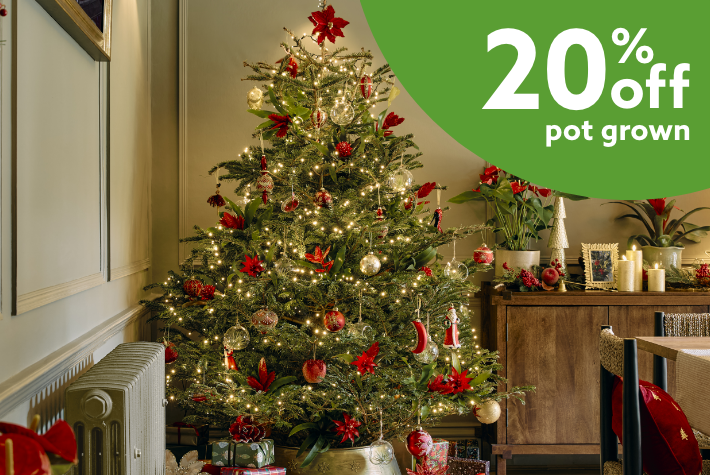 Real Christmas trees