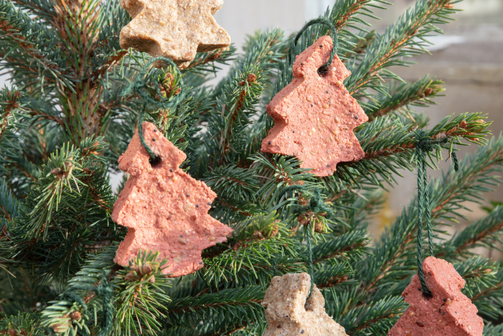 Gardening tips for December