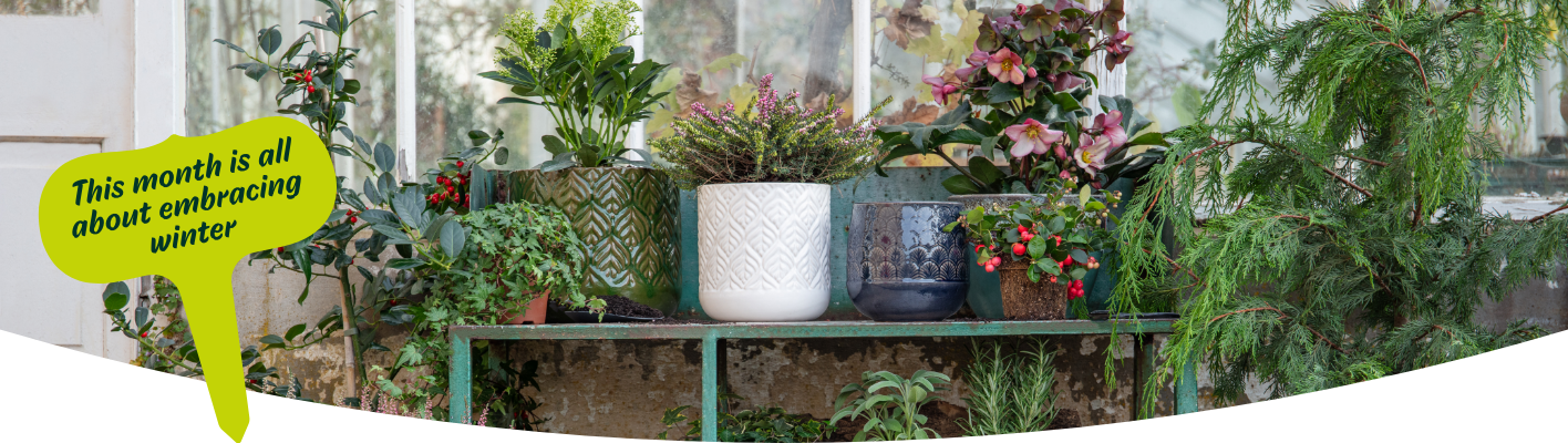 Gardening tips for December