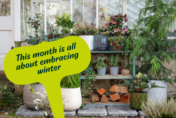 Gardening tips for December