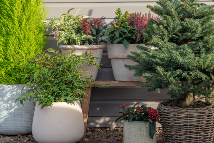 Gardening tips for December