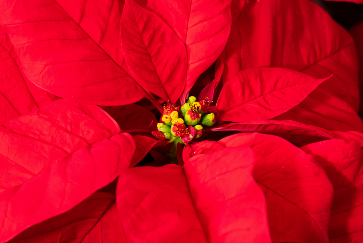 Gardening tips for December