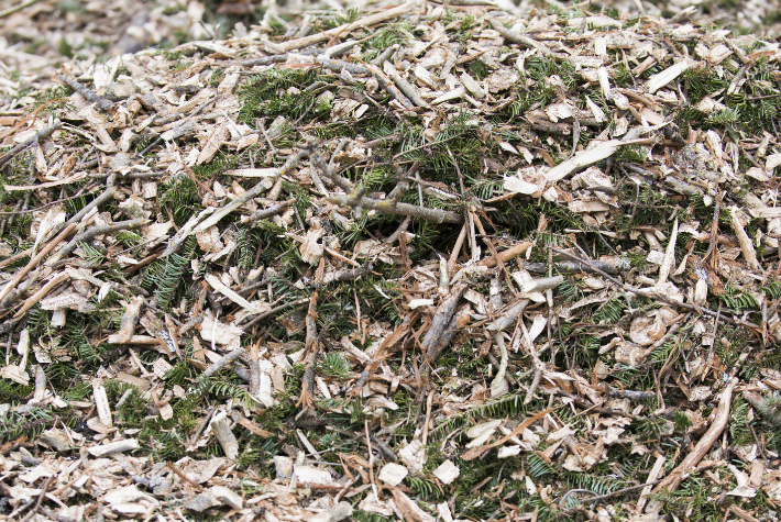 Recycling a real Christmas tree for wildlife