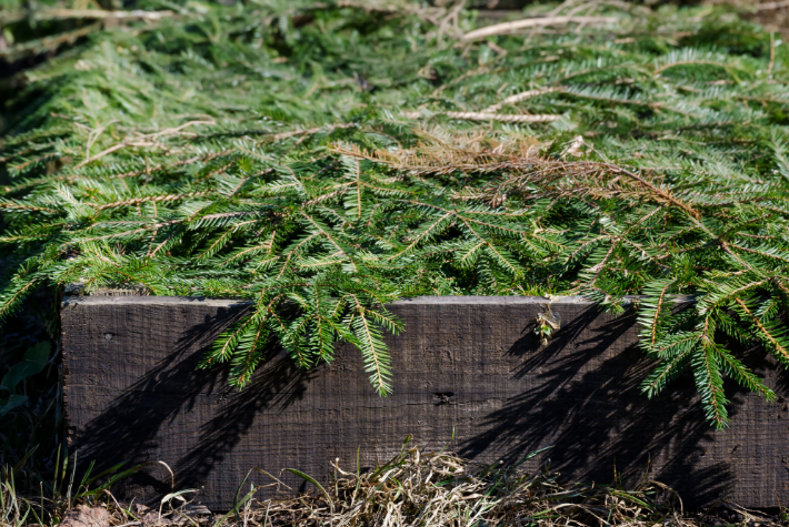Recycling a real Christmas tree for wildlife