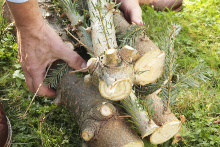 Recycling a real Christmas tree for wildlife