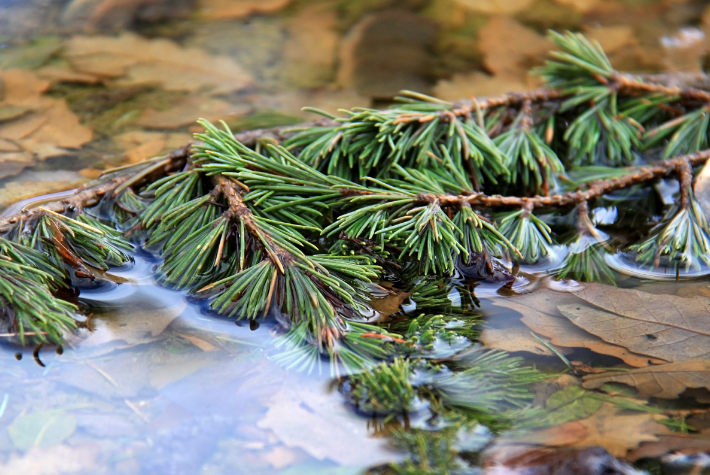Recycling a real Christmas tree for wildlife