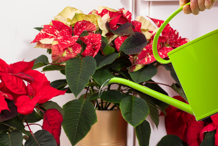 How often should you water a poinsettia