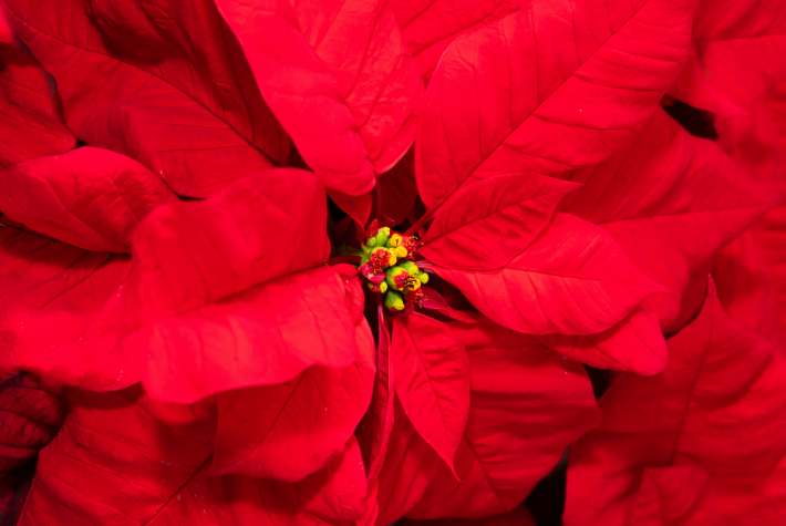 How to take care of your poinsettias