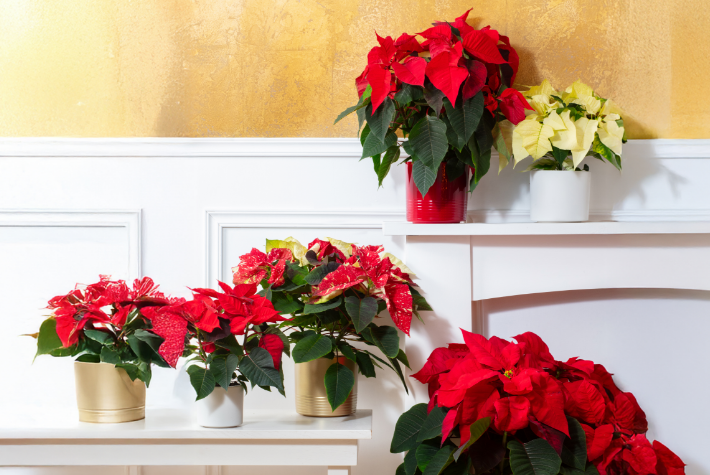 How to look after a poinsettia