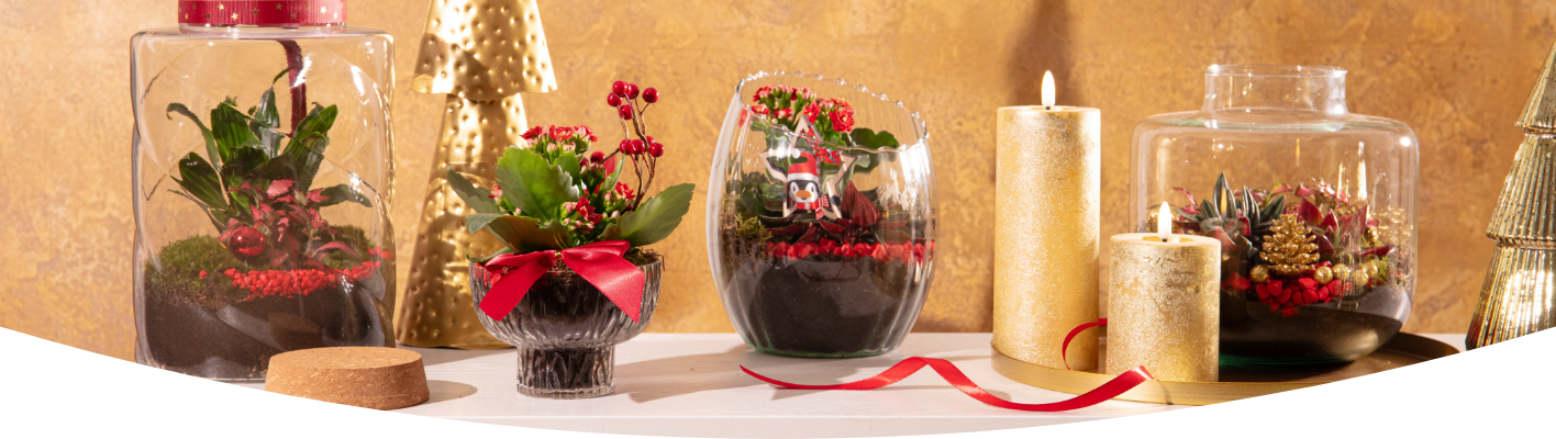 How to care for your Christmas houseplants