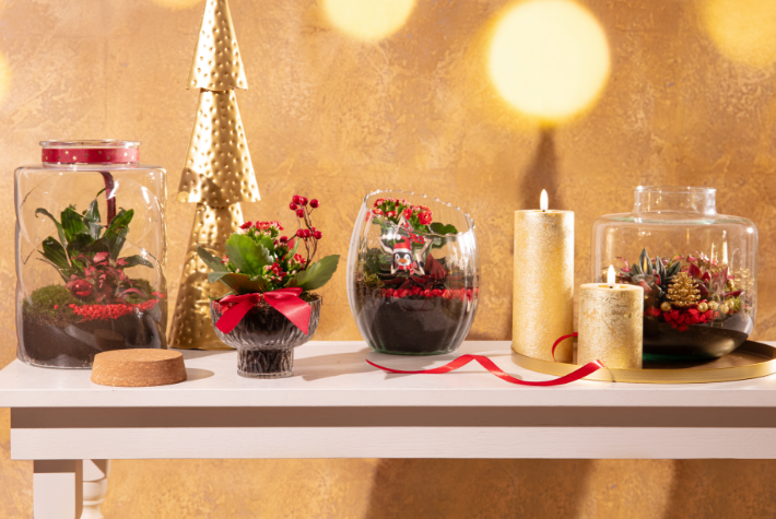 How to care for your Christmas houseplants