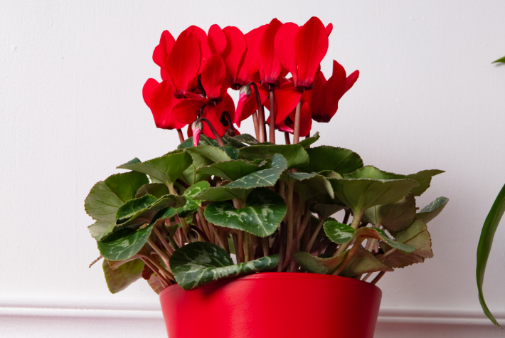 How to care for your Christmas houseplants