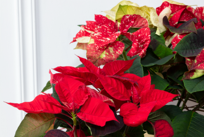 How to care for your Christmas houseplants