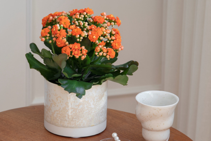 How to care for your Christmas houseplants