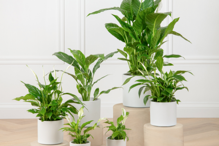 Houseplant of the month: peace lilies